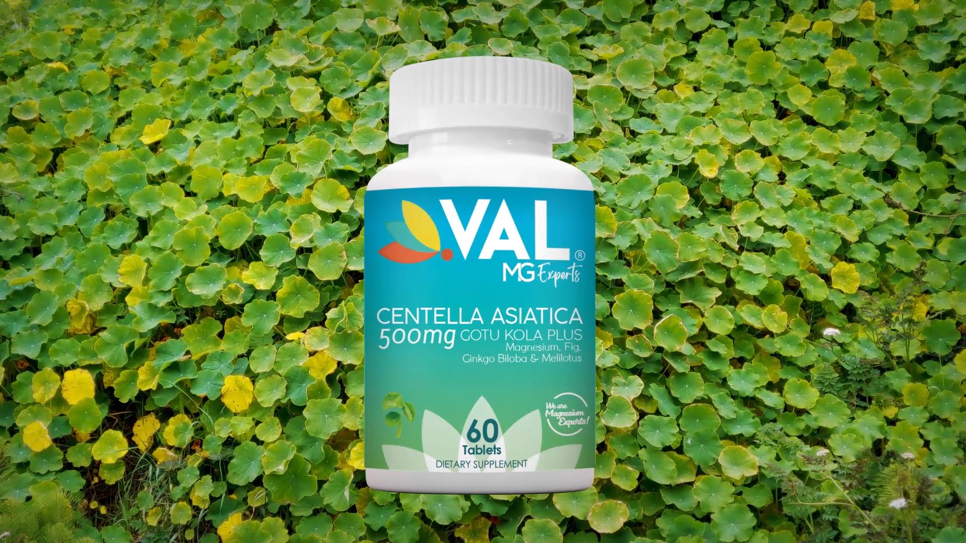 Centella asiatica supplement – Gotu Kola benefits for focus and health