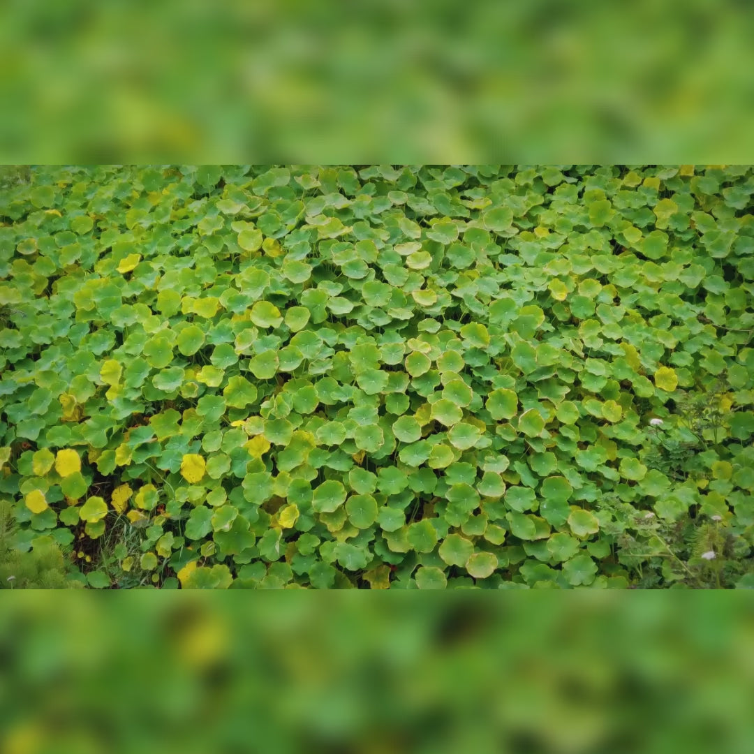 Gotu Kola (Centella Asiatica) – Circulation, Cognitive Support & Skin Health | 60 Tablets | VAL MG