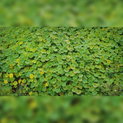 Gotu Kola (Centella Asiatica) – Circulation, Cognitive Support & Skin Health | 60 Tablets | VAL MG